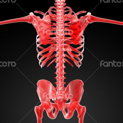 3d rendered red skeleton