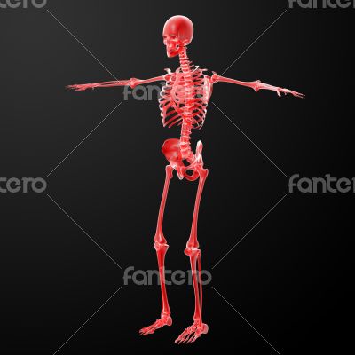 3d rendered skeleton