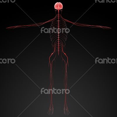 3d rendered illustration  nervous system