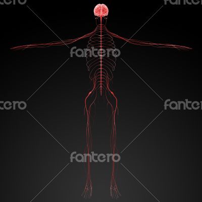 3d rendered illustration nervous system 3d rendered illustration nervous system