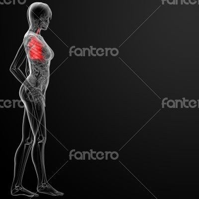 3d render female respiratory anatomy