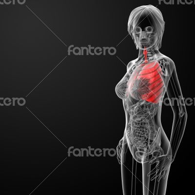 3d render female respiratory anatomy