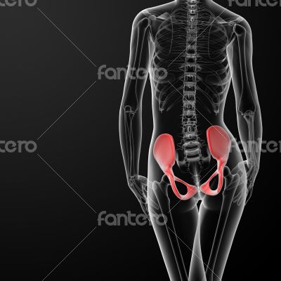 3d render female hip bone