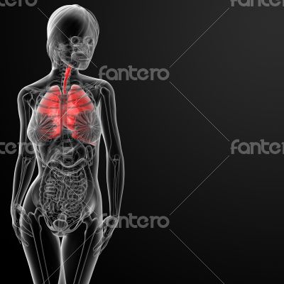 3d render female respiratory anatomy