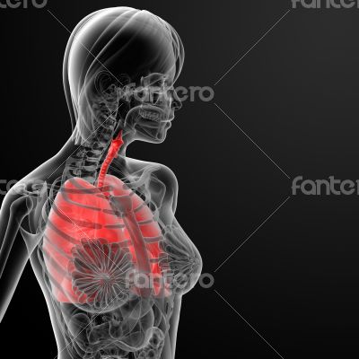 3d render female respiratory anatomy