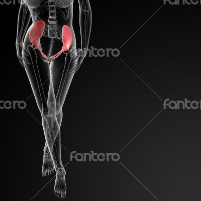 3d render female hip bone 