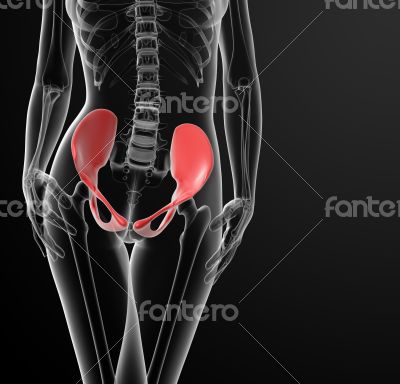 3d render female hip bone