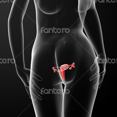 Female Reproductive System