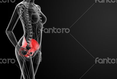 3d render female hip bone