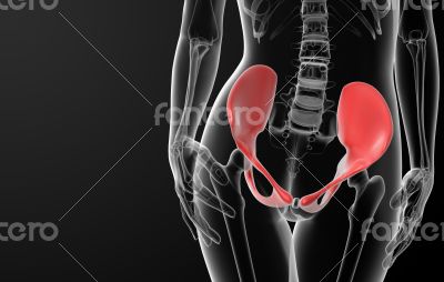 3d render female hip bone 3d render female hip bone