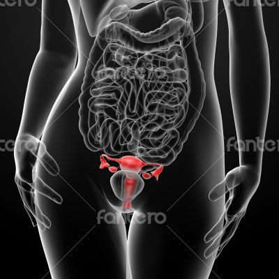 Female digestive system