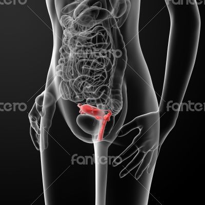 Female Reproductive System