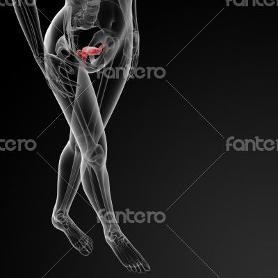 Female Reproductive System