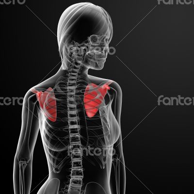3d render female scapula bone 3d render female scapula bone