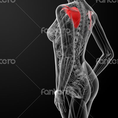 3d render female scapula bone 3d render female scapula bone