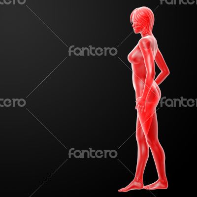 3d rendered illustration of the female 3d rendered illustration of the female