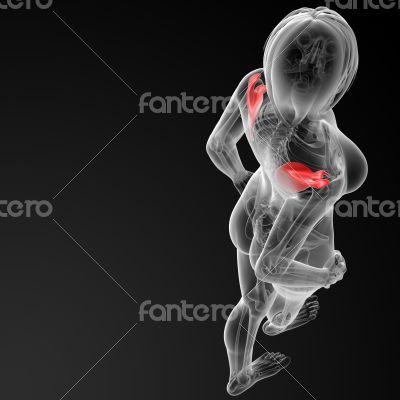 3d render female scapula bone 3d render female scapula bone
