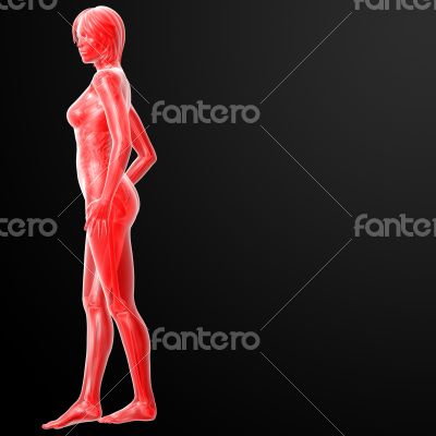 3d rendered illustration of the female
