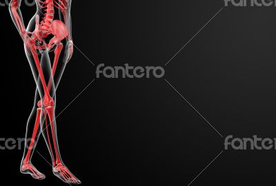 3d render of the female skeleton