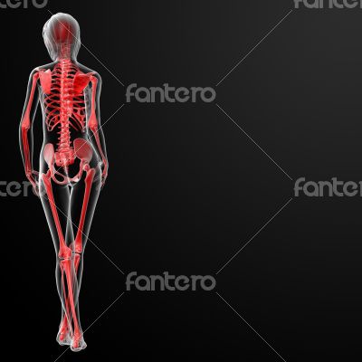 3d render of the female skeleton
