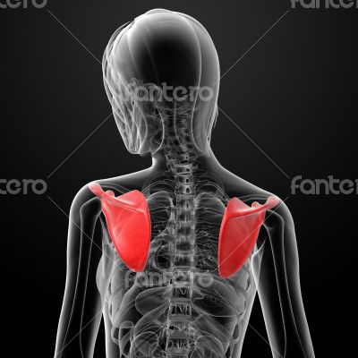 3d render female scapula bone 3d render female scapula bone