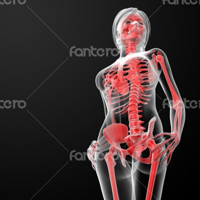 3d render of the female skeleton