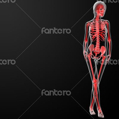 3d render of the female skeleton