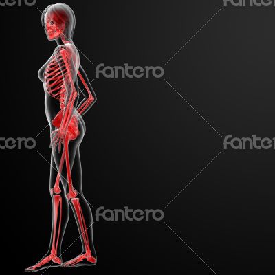 3d render of the female skeleton