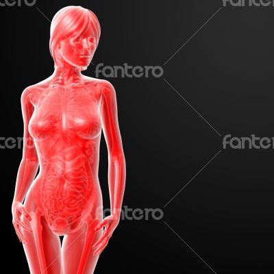3d rendered illustration of the female anatomy 