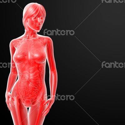 3d rendered illustration of the female anatomy 