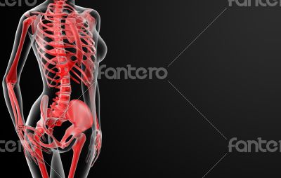3d render skeleton by X-rays in red 