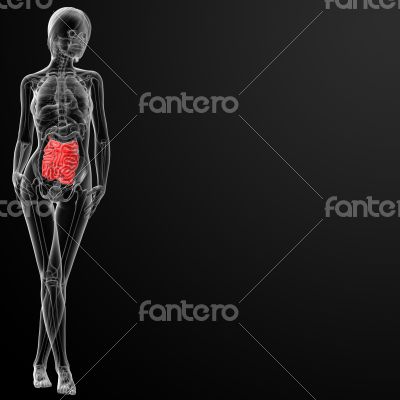 3d render of the female small intestine
