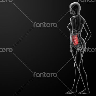 3d render of the female small intestine