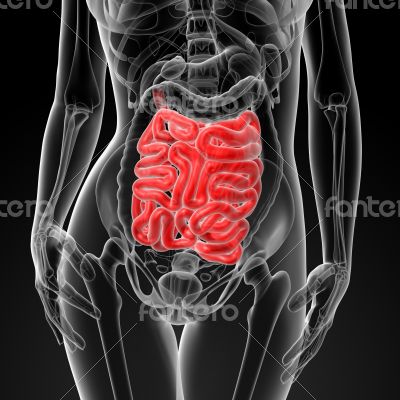 3d render of the female small intestine