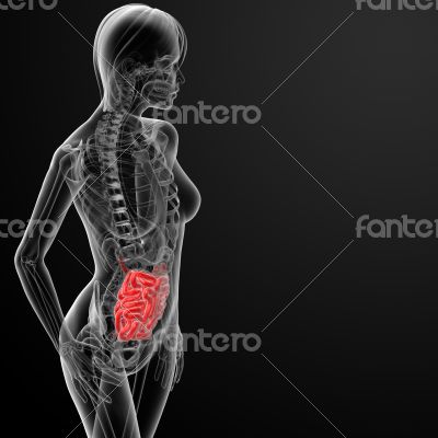 3d render of the female small intestine 
