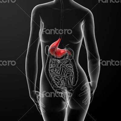 3d render of the female stomach