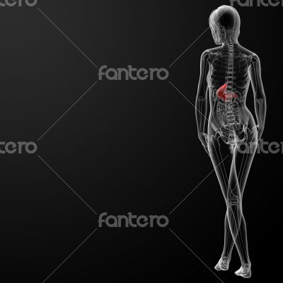3d render of the female stomach