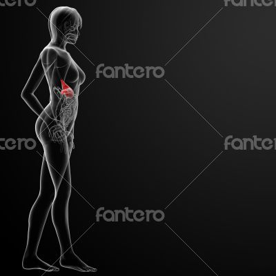 3d render of the female stomach