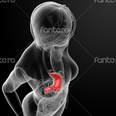 3d render of the female stomach