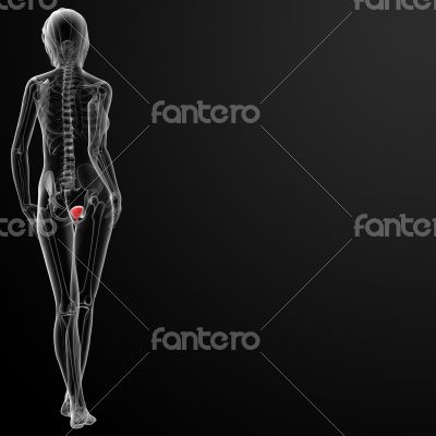 3d render female bladder anatomy x-ray