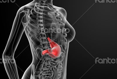 3d render of the female stomach