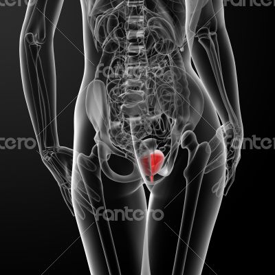 3d render female bladder anatomy x-ray