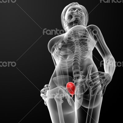 3d render female bladder anatomy x-ray