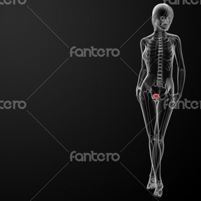 3d render female bladder anatomy x-ray