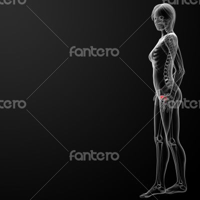 3d render female bladder anatomy x-ray 3d render female bladder anatomy x-ray