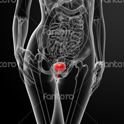 3d render female bladder anatomy x-ray