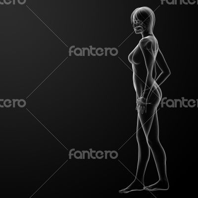 3d rendered  illustration of the female