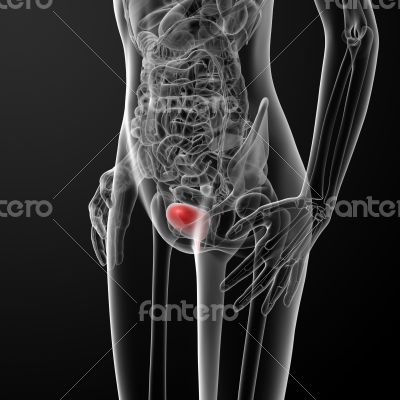 3d render female bladder anatomy x-ray