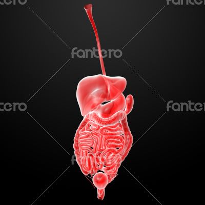 The human digestive system
