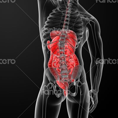 3d rendered illustration of the digestive system